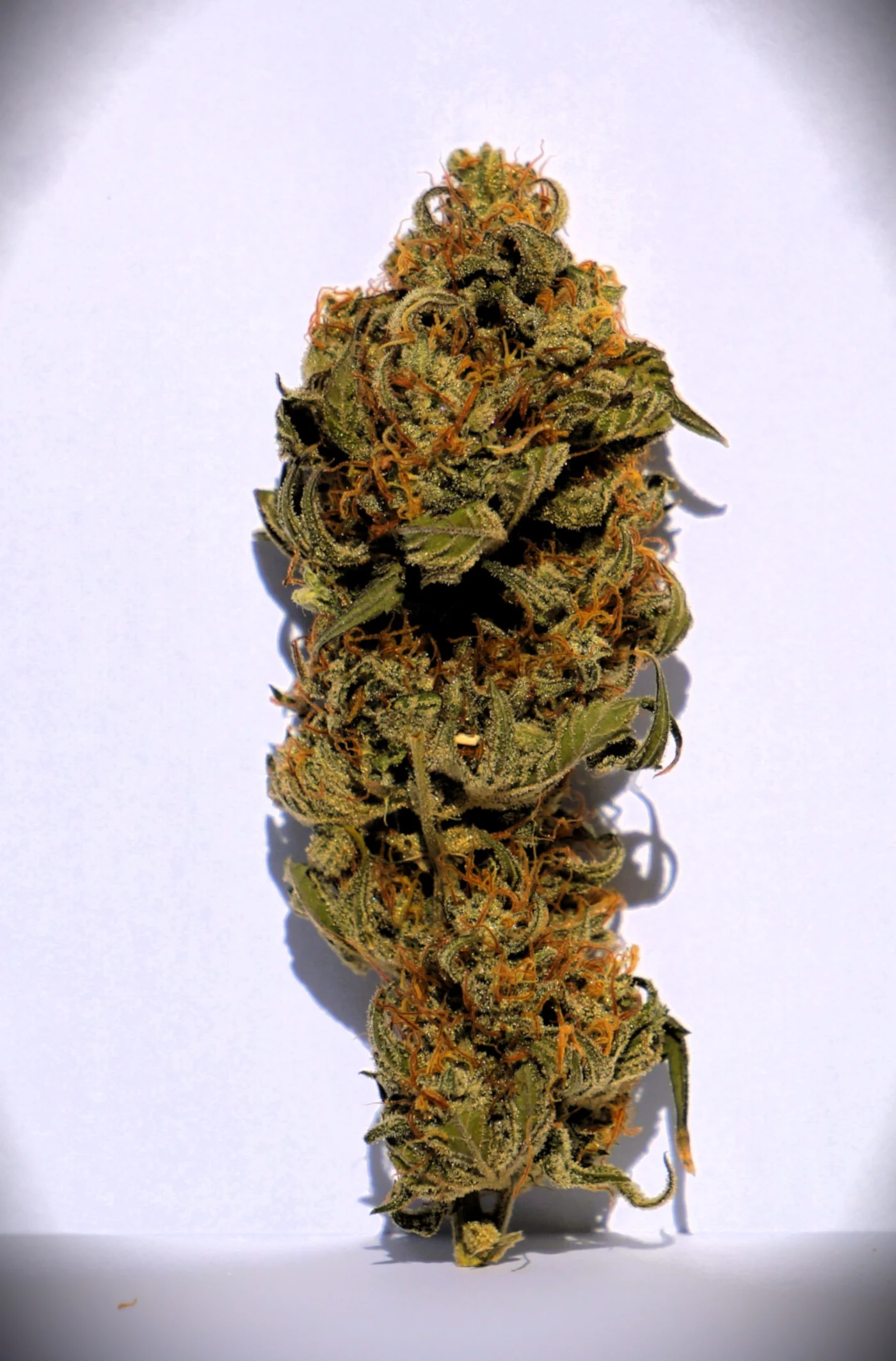 Cream Mandarine